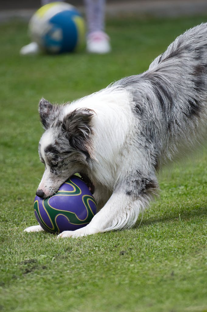 Energetic border collie playing with a vibrant ball outdoors during the day.